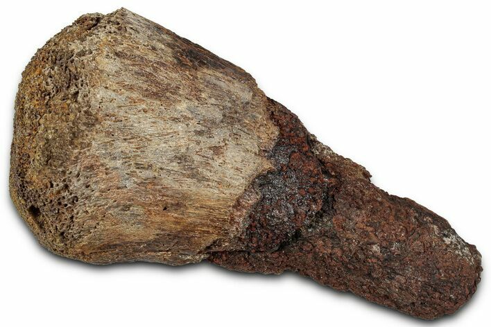 Fossil Ornithischian Dinosaur Bone Section - Montana #355128